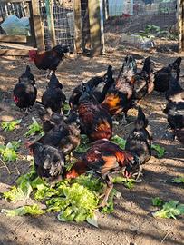 Galline marans