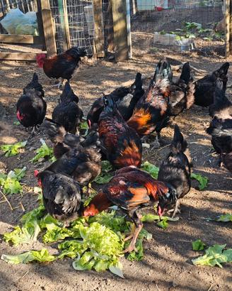 Galline marans