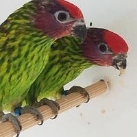 Lori psitteuteles goldiei