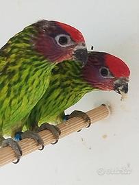 Lori psitteuteles goldiei