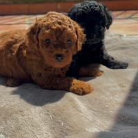 Barboncino toy red e black