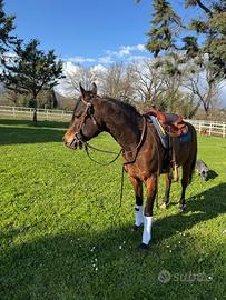 Castrone purosangue arabo