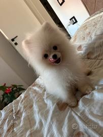 Accoppiamento volpino di Pomerania maschio