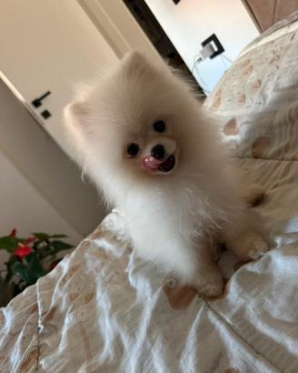 Accoppiamento volpino di Pomerania maschio
