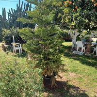 ARAUCARIA ALTA 3 M  IN VASO 70 LITRI