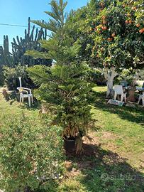 ARAUCARIA ALTA 3 M  IN VASO 70 LITRI