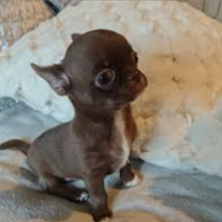 Chihuahua cioccolatini maschio e femmina