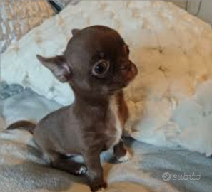 Chihuahua cioccolatini maschio e femmina