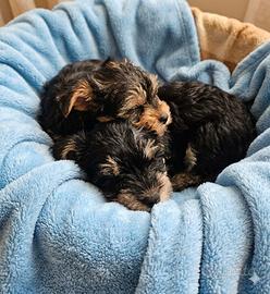 Morkie