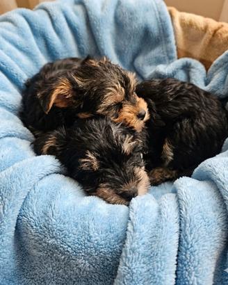 Morkie cuccioli