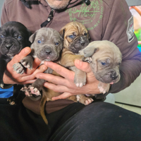 Cuccioli cane corso