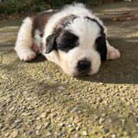Cuccioli di San bernardo