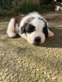Cuccioli di San bernardo