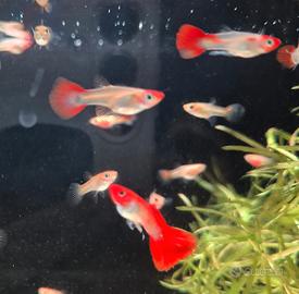 Guppy red nose koi pesci tropicali