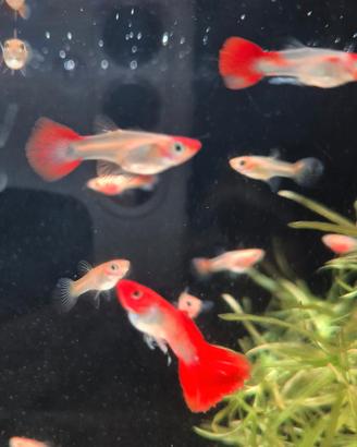 Guppy red nose koi pesci tropicali