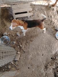 Cucciolona Beagle segugia 8 mesi