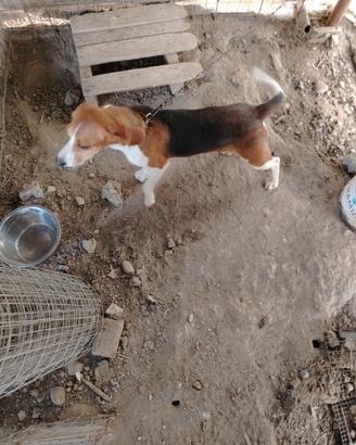 Cucciolona Beagle segugia 8 mesi