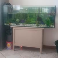 Acquario
