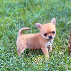 Chihuahua mini pedigree enci