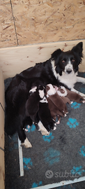 Cuccioli di Border Collie