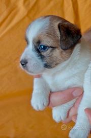 Cucciola jack russell splendida, alta genealogia