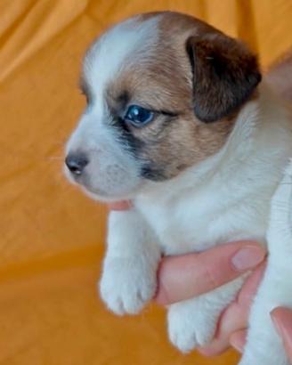 Cucciola jack russell splendida, alta genealogia