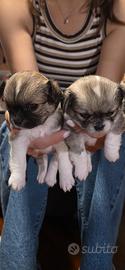 Cuccioli di Chihuahua pelo lungo