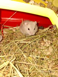 Criceti