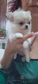 cuccioli chihuahua 