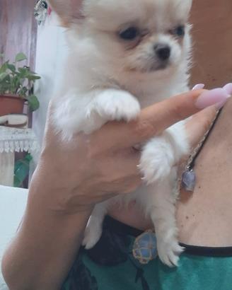 cuccioli chihuahua 