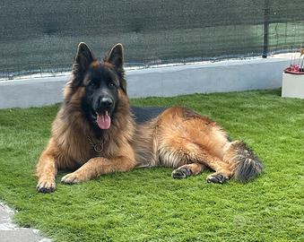 Pastore tedesco pelo lungo per monta