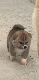 Cuccioli akita inu