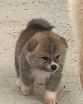 Cuccioli akita inu