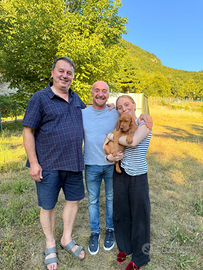 Cucciola bracco ungherese vizsla con pedigree