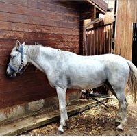 Pony 1,48