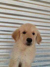 Golden retriever cuccioli