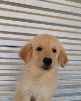 Golden retriever cuccioli