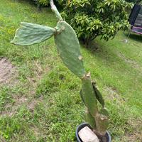 Cactus fichi d’india 135 cm