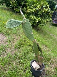 Cactus fichi d’india 135 cm