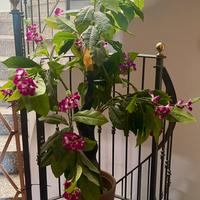 Pianta artificiale da interno