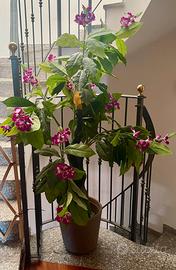 Pianta artificiale da interno