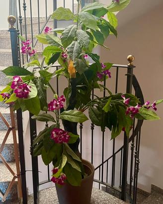 Pianta artificiale da interno