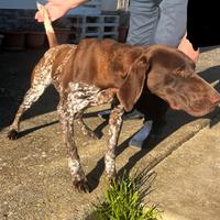 Bracci tedesco Kurzhaar