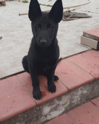 Cuccioli pastore malinois belga