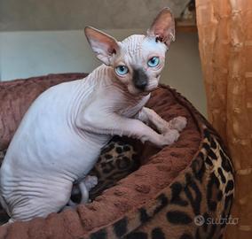Sphynx maschi