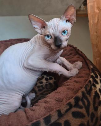 Sphynx maschi