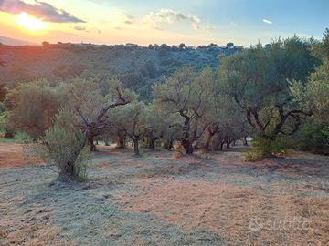 Terreno agricolo (uliveto) carife av