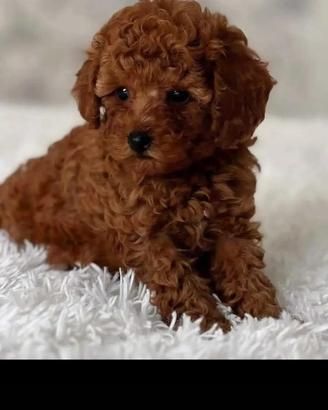 Cuccioli barboncini Toy MiniToy nani disponibili