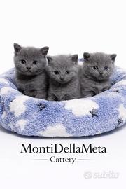 Certosine con pedigree