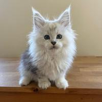 Maine coon cuccioli altissima genealogia estera